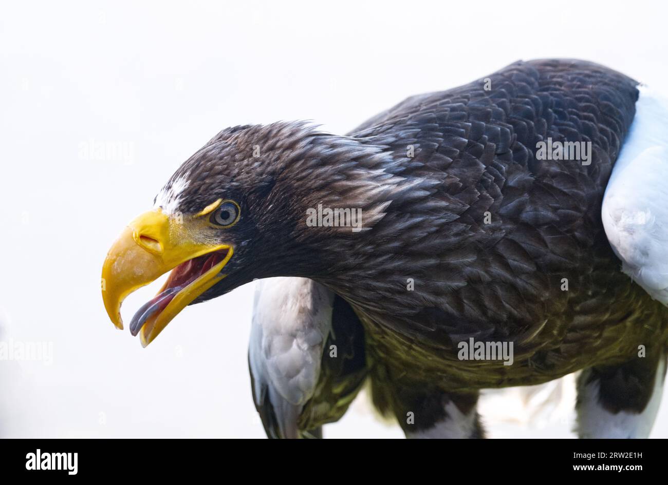 Steller's Sea Eagle Stockfoto