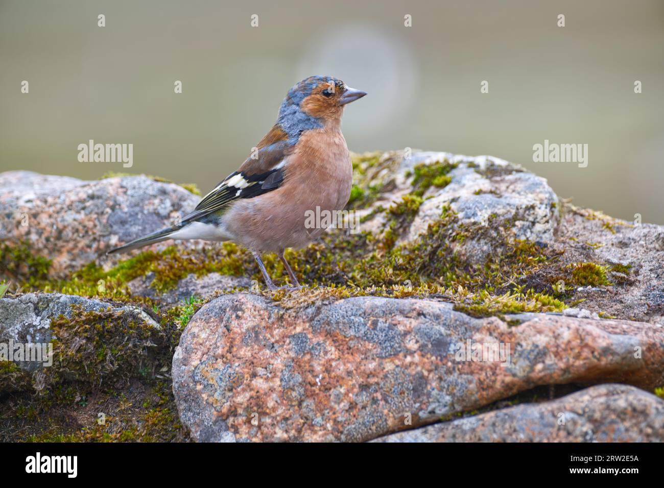 Gemeinsamen Buchfink Stockfoto