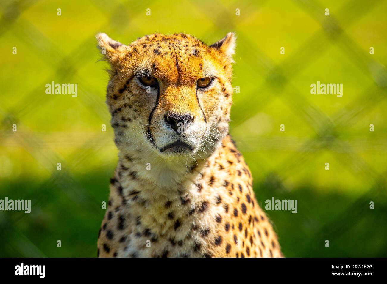 Der schlanke und schnelle Gepard (Acinonyx jubatus) stammt aus den afrikanischen Savannen, bekannt als das schnellste Landtier der Welt. Stockfoto