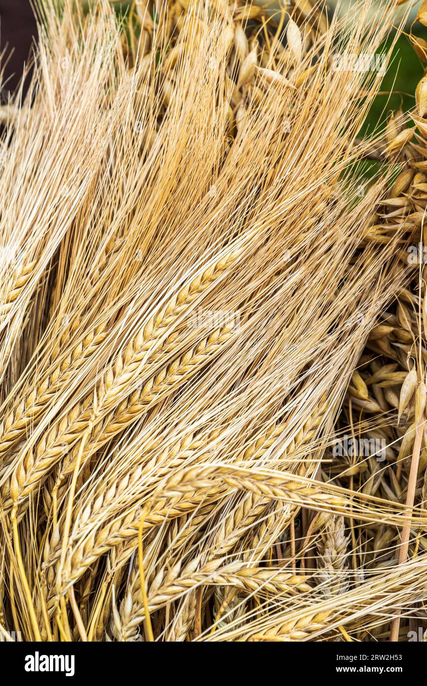 Nahaufnahme von Getreideweizenkulturen mit Körnern und Stacheln sowie Gerstenkörnern. Stockfoto