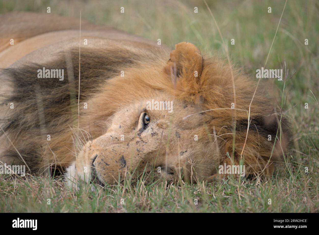 Erwachsener männlicher Löwe liegt auf dem Boden und schaut entspannt in die Kamera, Kopf nach unten, Augen offen, Maasai Mara, Kenia, Afrika Stockfoto