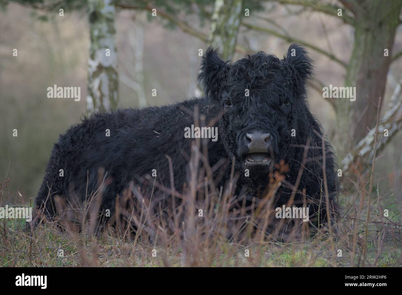 galloway-Rinder, die vor Birken liegen, lassen im deutschen Naturschutz Höltigbaum im Winter weniger Birken in die Kamera blicken Stockfoto