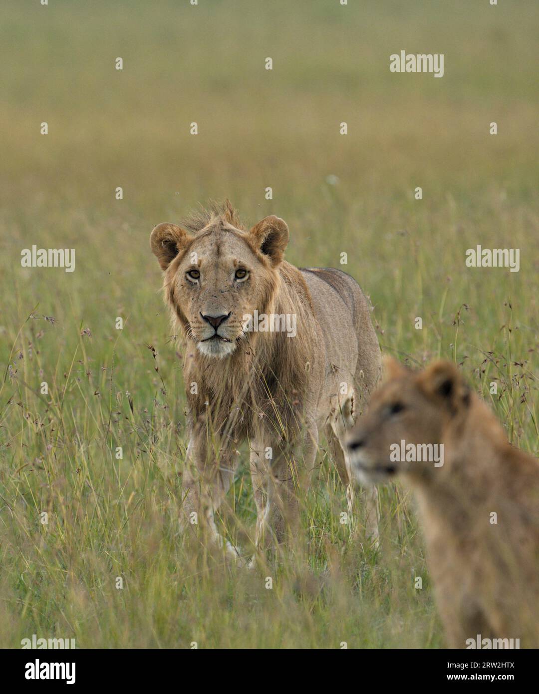 Suberwachsener männlicher Löwe mit kurzer heller Mähne, der durch hohes Gras in Richtung Kamera schreitet und in die Kamera schaut, vorbei an dem jüngeren Bruder Maasai Mara Stockfoto