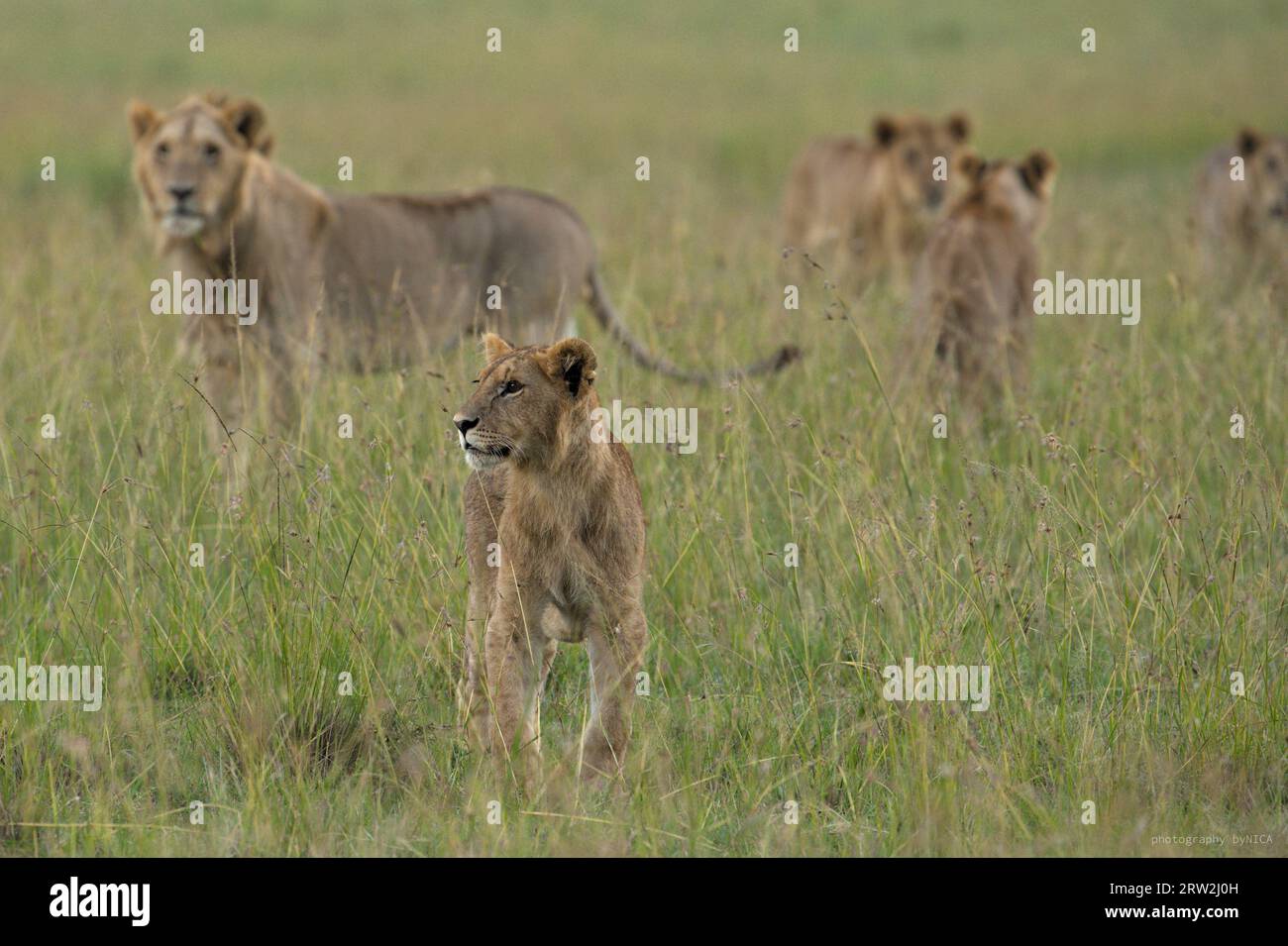 Sehr junger Löwe, der vor einigen anderen Löwen seines Stolzes Ausschau hält, darunter ein subadulter heller Mähnenlöwe in hohem Gras in Maasai Mara, Kenia Afrika Stockfoto