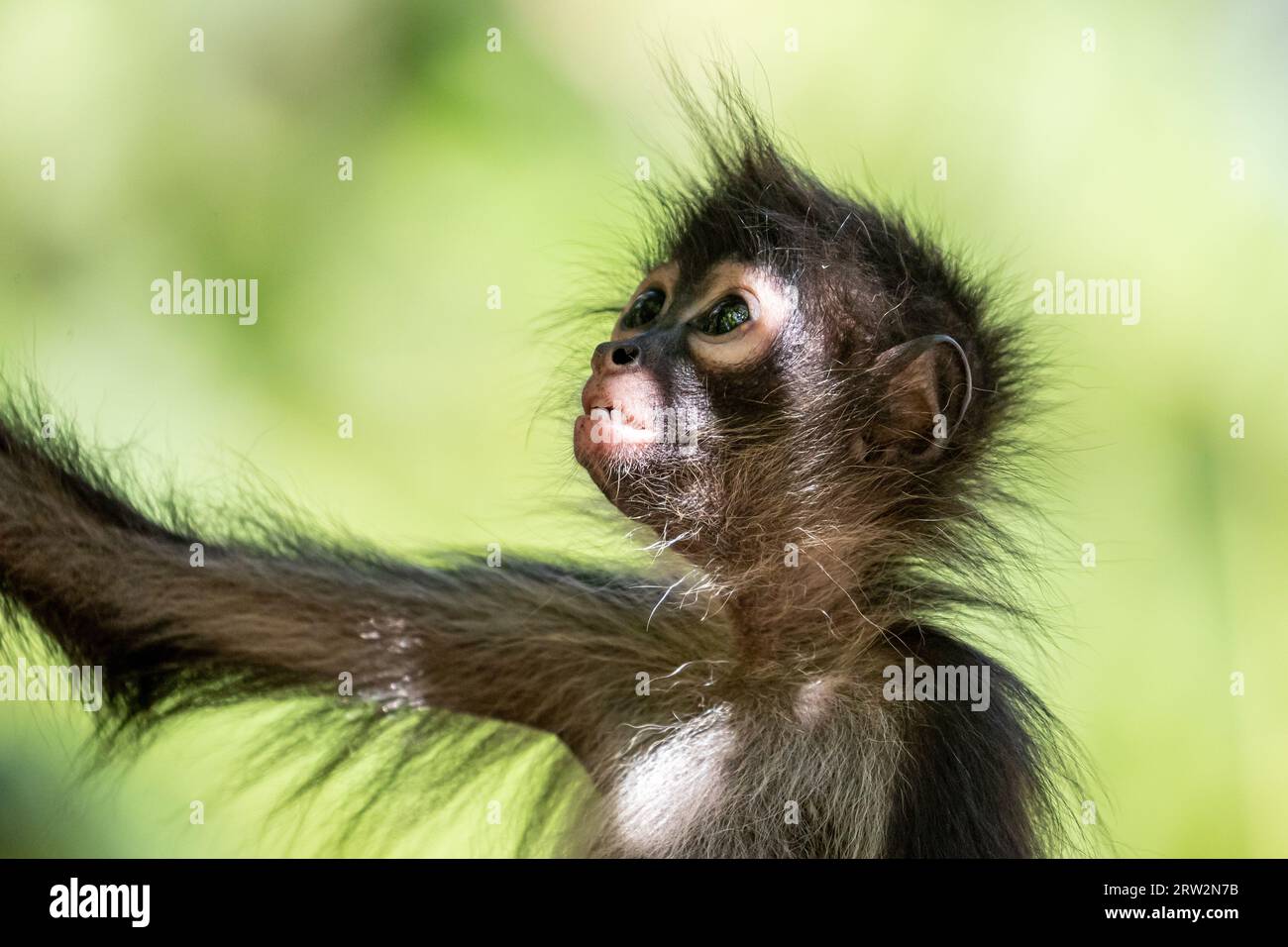 Geoffroy's Spider Monkey (Ateles geoffroyi), Mono Araña, Puerto Barillas, Usulután, El Salvador Stockfoto