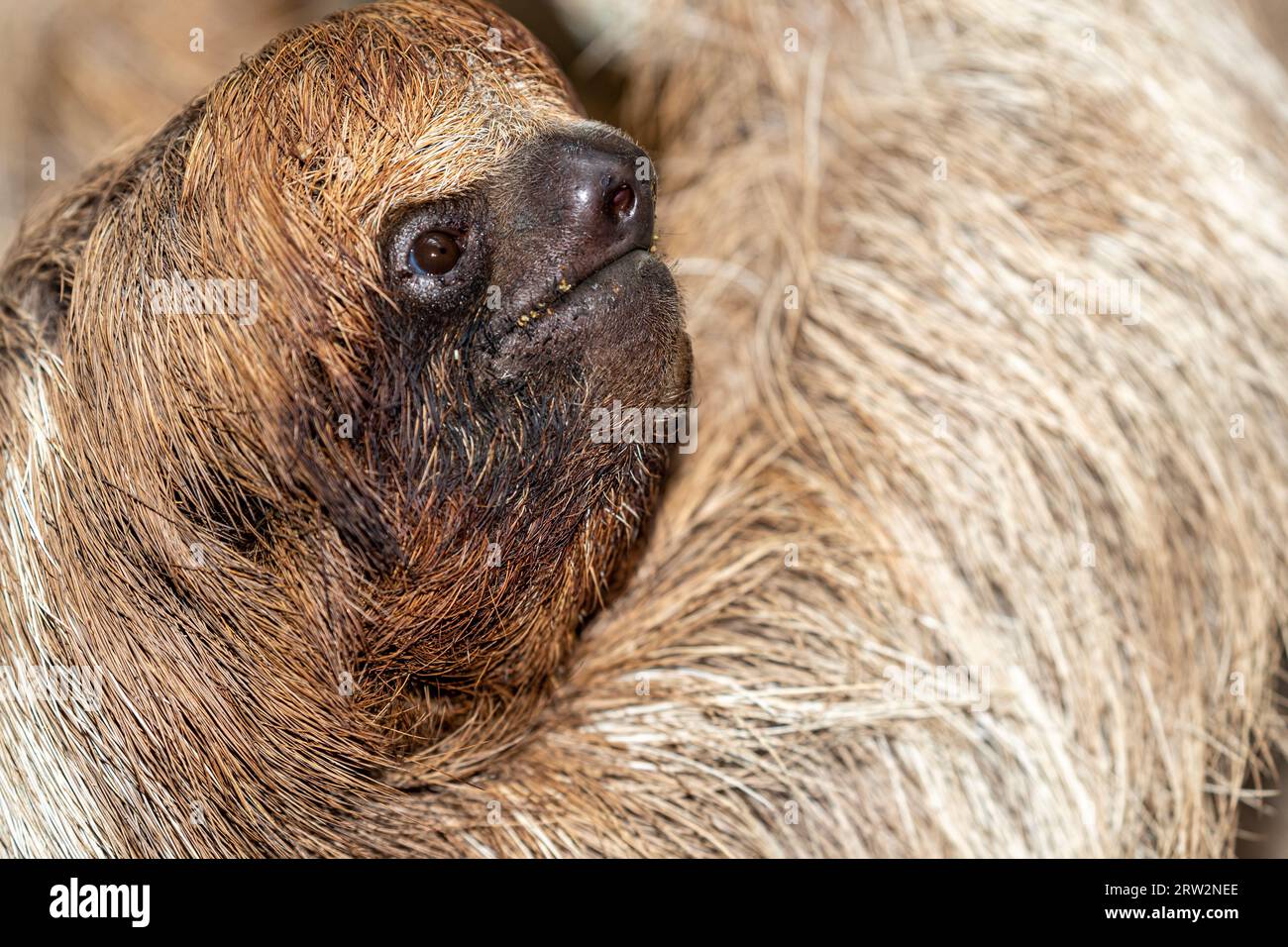 Hoffmanns zwei-Zehen-Sloth (Choloepus hoffmanni) – Bradypus didactylus, Roatán, Honduras Stockfoto