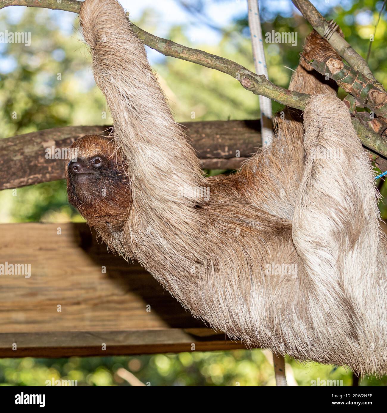 Hoffmanns zwei-Zehen-Sloth (Choloepus hoffmanni) – Bradypus didactylus, Roatán, Honduras Stockfoto