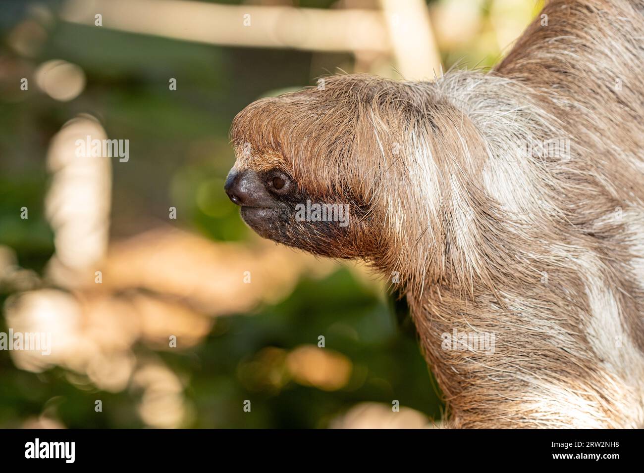 Hoffmanns zwei-Zehen-Sloth (Choloepus hoffmanni) – Bradypus didactylus, Roatán, Honduras Stockfoto