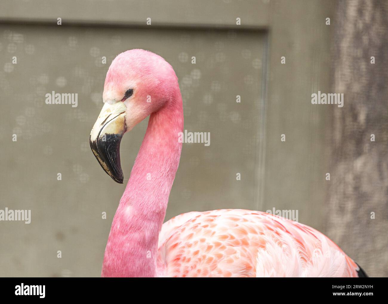 Bezaubernder James's Flamingo, eine auffällige Art, die in den hochgelegenen Seen der bolivianischen Andenplateaus zu finden ist. Stockfoto