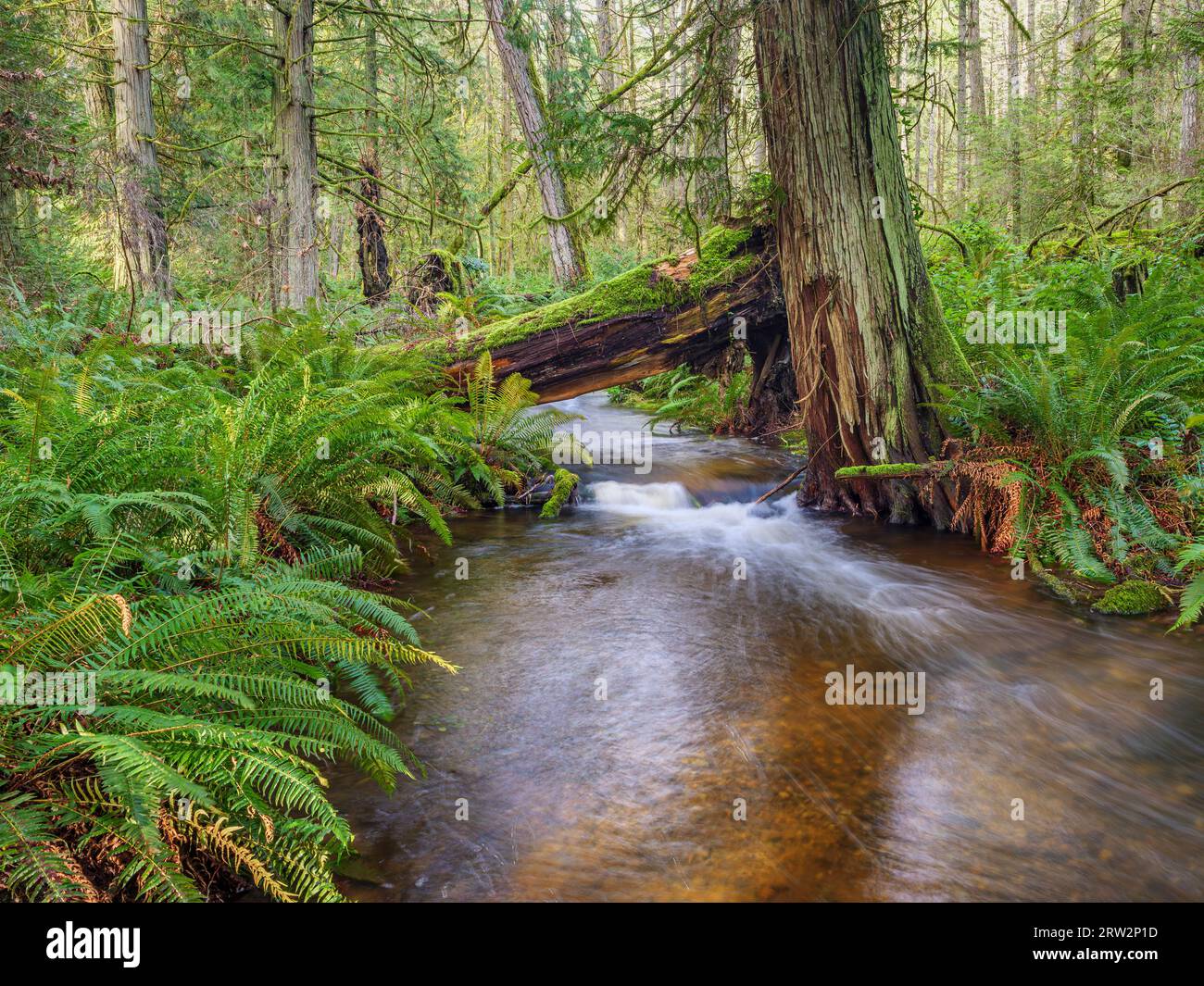 Ein saisonaler Fluss, der durch den gemäßigten Regenwald im Elder Cedar Nature Reserve auf Gabriola Island fließt. Stockfoto