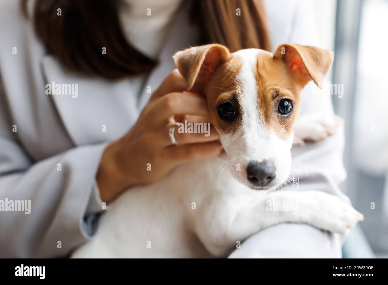 Porträt eines kleinen Hundes Jack Russell Terrier, der auf dem Schoß einer erwachsenen Besitzerin sitzt. Haustier schaut auf die Kamera Stockfoto