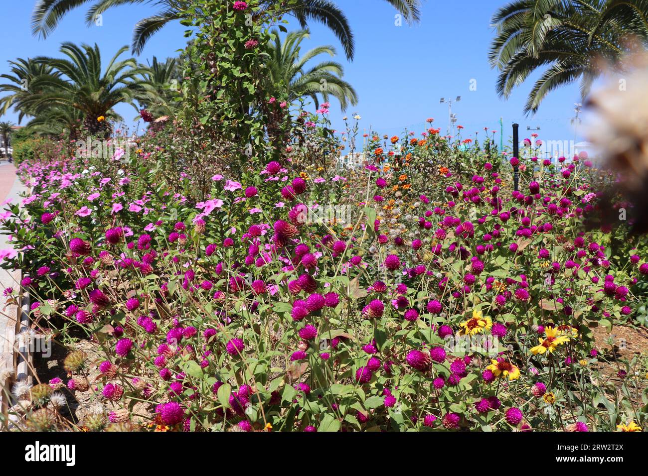 Gomphrena globosa im Garten Stockfoto