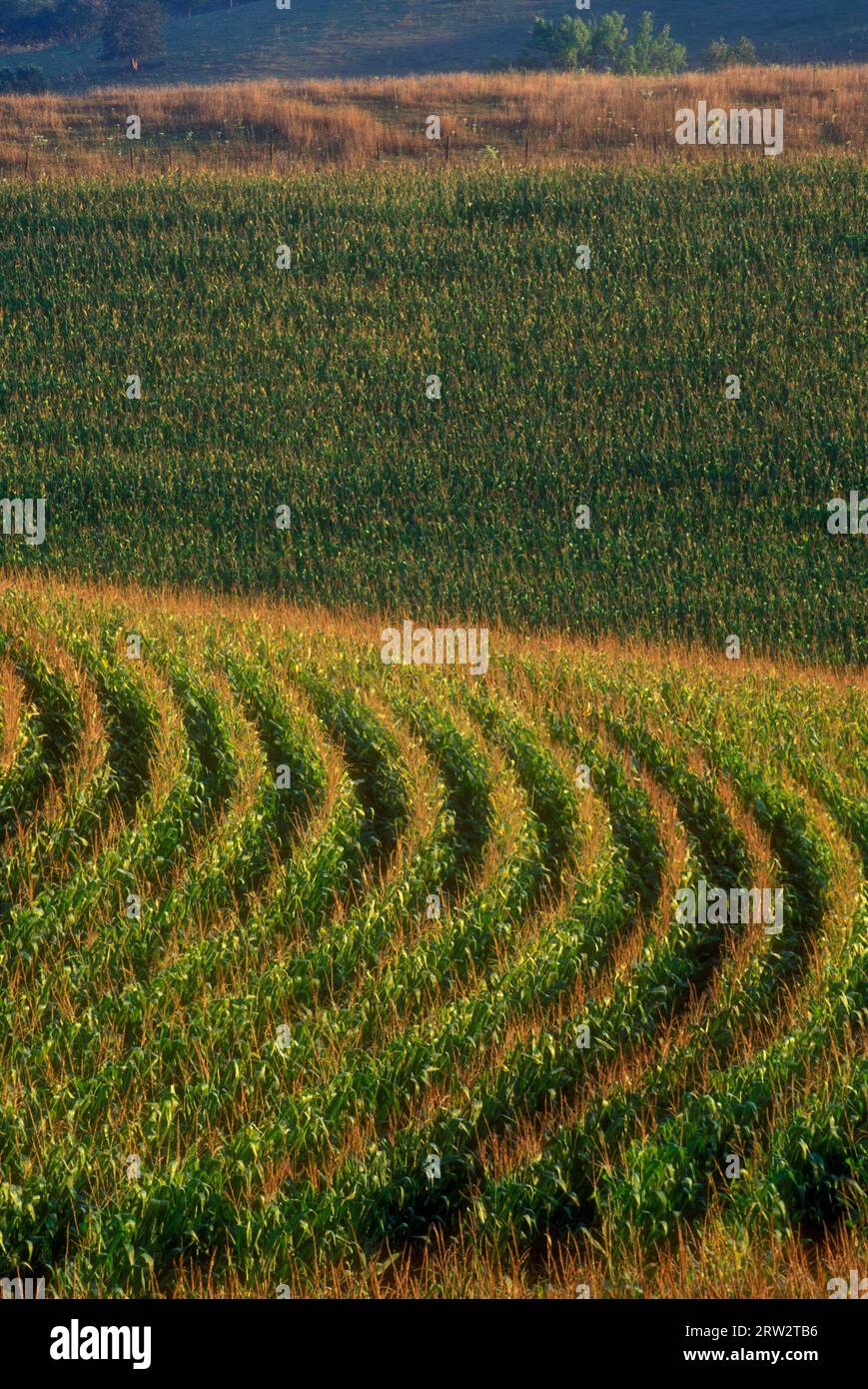 Cornfield, Plymouth County, Iowa Stockfoto