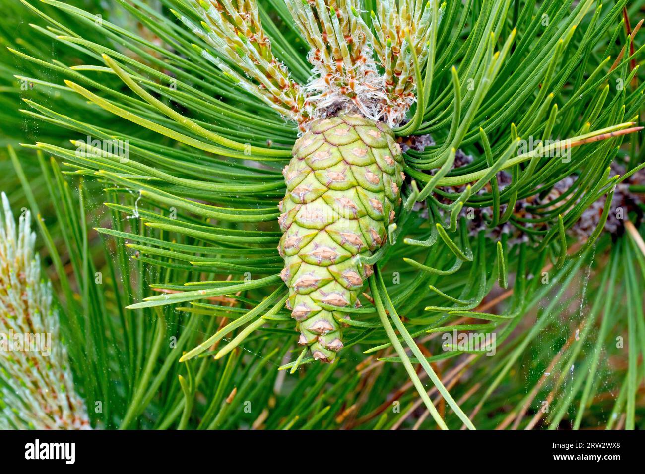 Schwarze Kiefer (pinus nigra), Nahaufnahme eines grünen unreifen Kiefernkegels, der am Ende eines Zweiges des häufig gepflanzten Baumes wächst. Stockfoto