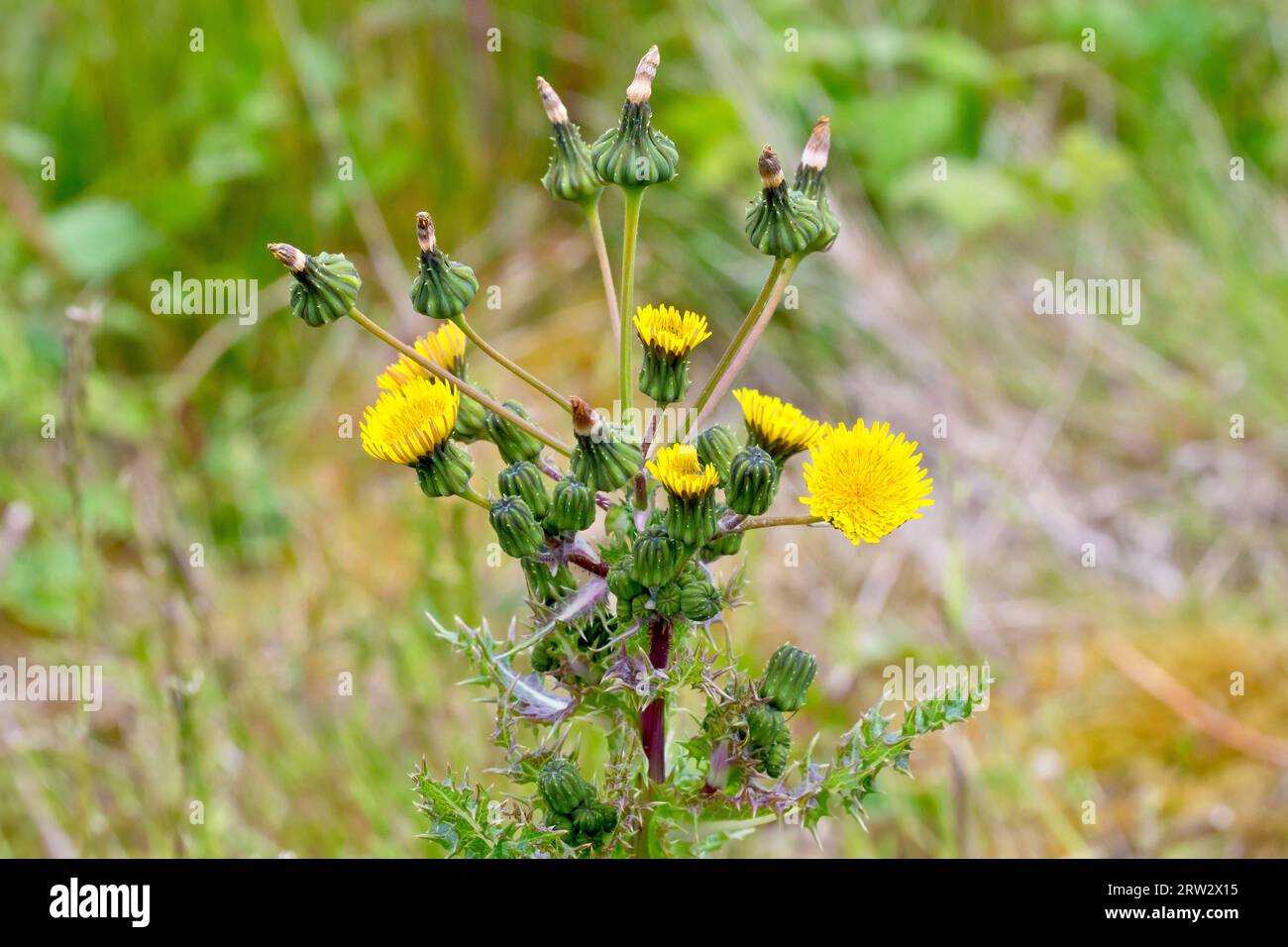 Stachelige Sowthistel (sonchus asper), Nahaufnahme der Spitze einer Pflanze mit den Knospen, gelben Blüten und sich entwickelnden Saatköpfen. Stockfoto