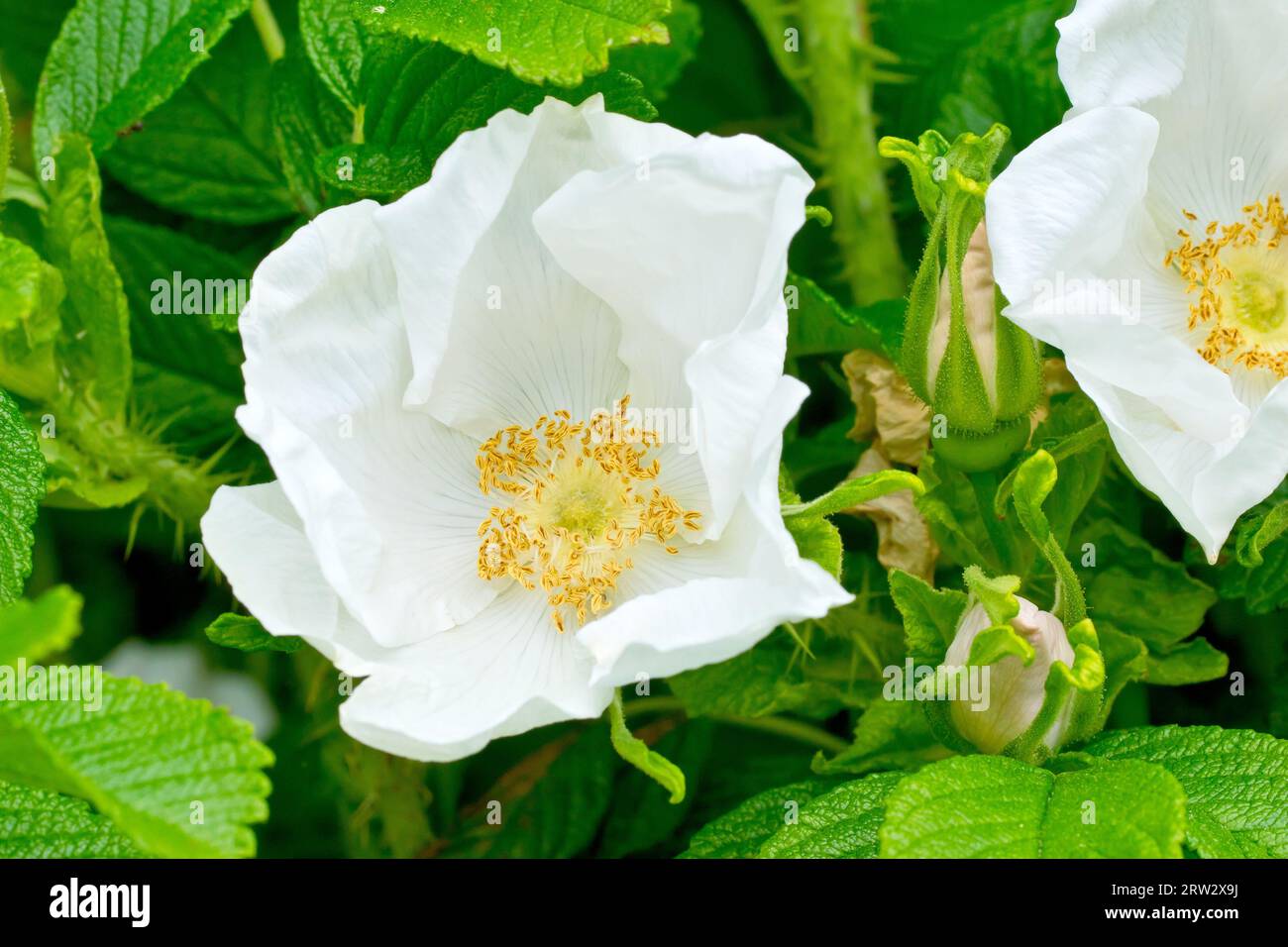 Wilde Rose oder Japanische Rose (rosa rugosa alba), Nahaufnahme mit Fokus auf eine einzelne weiße Blume des häufig gepflanzten und wilden Strauchs. Stockfoto