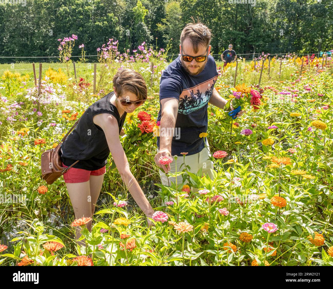 Ein Paar, das Blumen in einem Garten pflückt Stockfoto