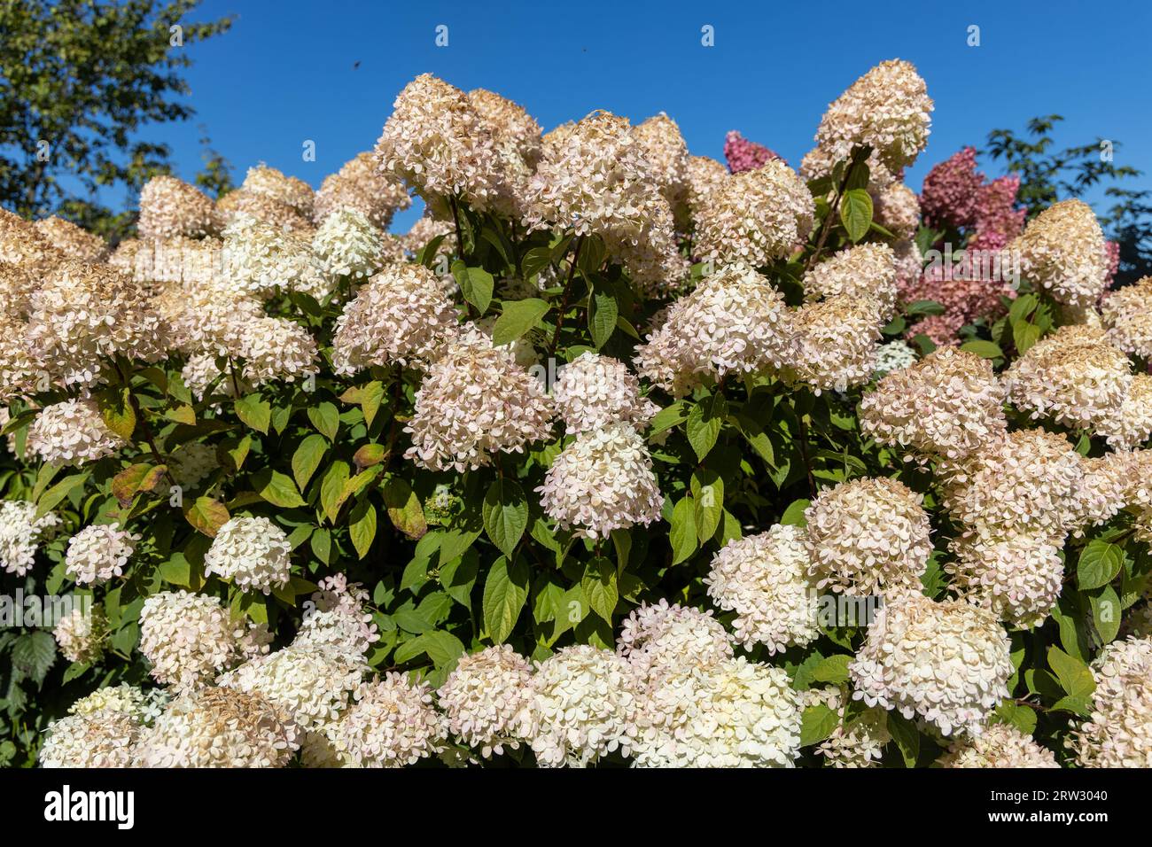 Hortensia paniculata Vanille Fraise auf einem Stamm Stockfoto