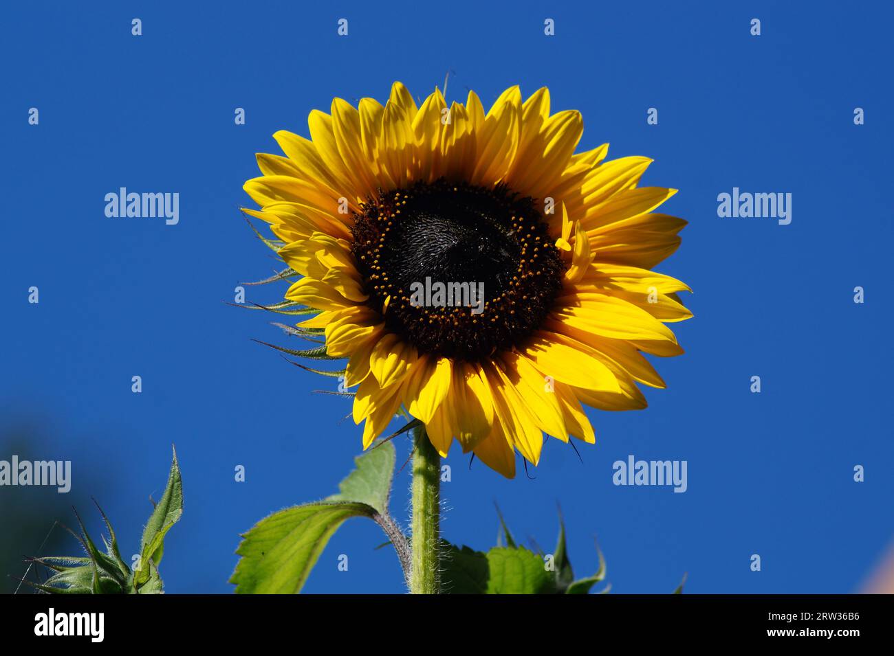 Gelbe Blüte der Sonnenblume vor blauem Himmel Stockfoto