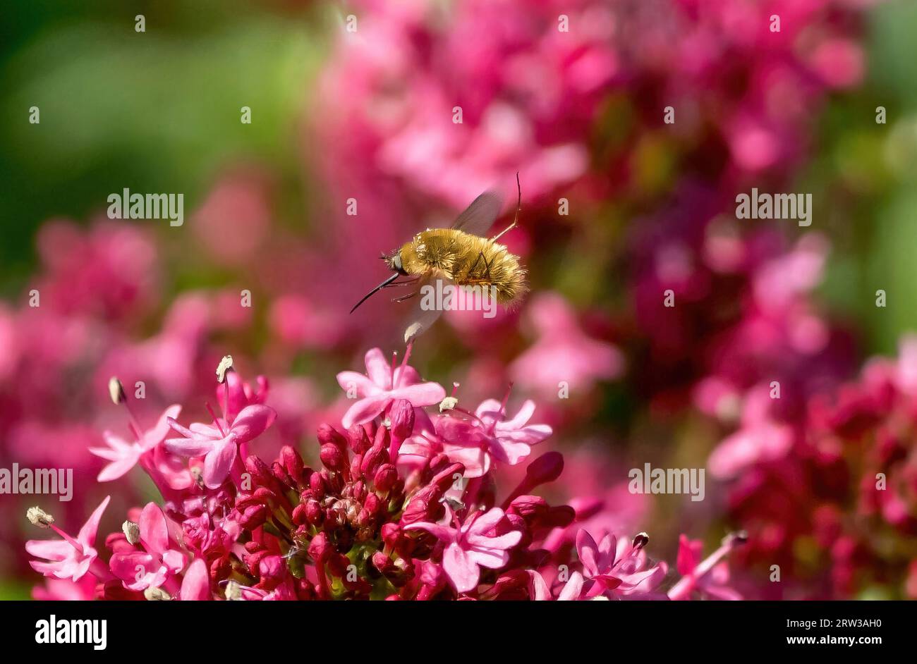 Eine Bienenenfliege, die im Flug über Rote Valerian Blumen in einem blühenden Garten schwebt. Stockfoto