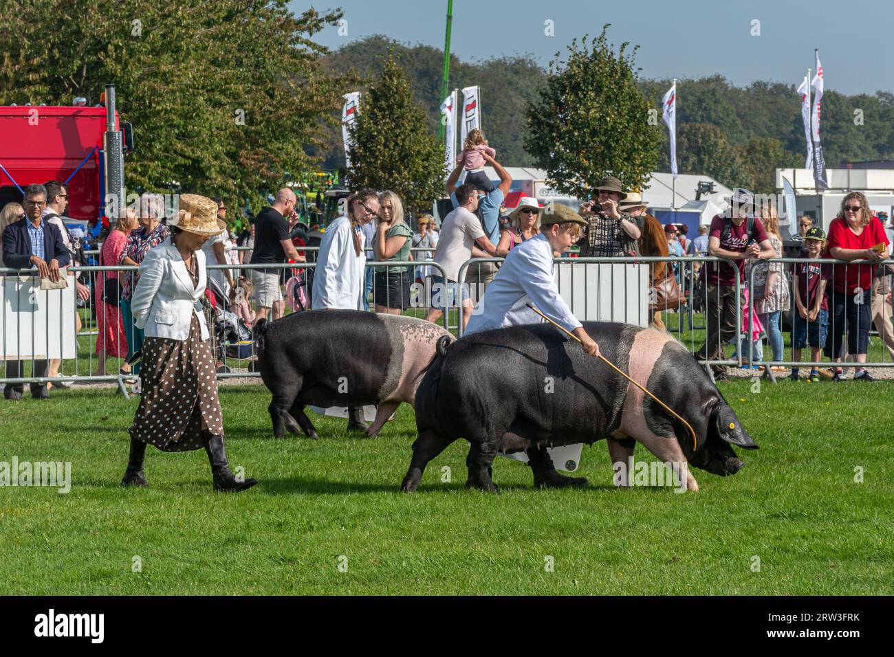 September 2023. Newbury Show kehrte heute zum ersten Mal seit der Pandemie zurück. Die Veranstaltung fand am Wochenende des 16. Und 17. September auf dem Newbury Showground, Berkshire, England, nach einer dreijährigen Lücke statt. Die Show, auch Royal County of Berkshire Show genannt, wurde von der Newbury & District Agricultural Society organisiert und war gut besucht. Tierurteile, britische Sattelschweine in der Arena. Stockfoto