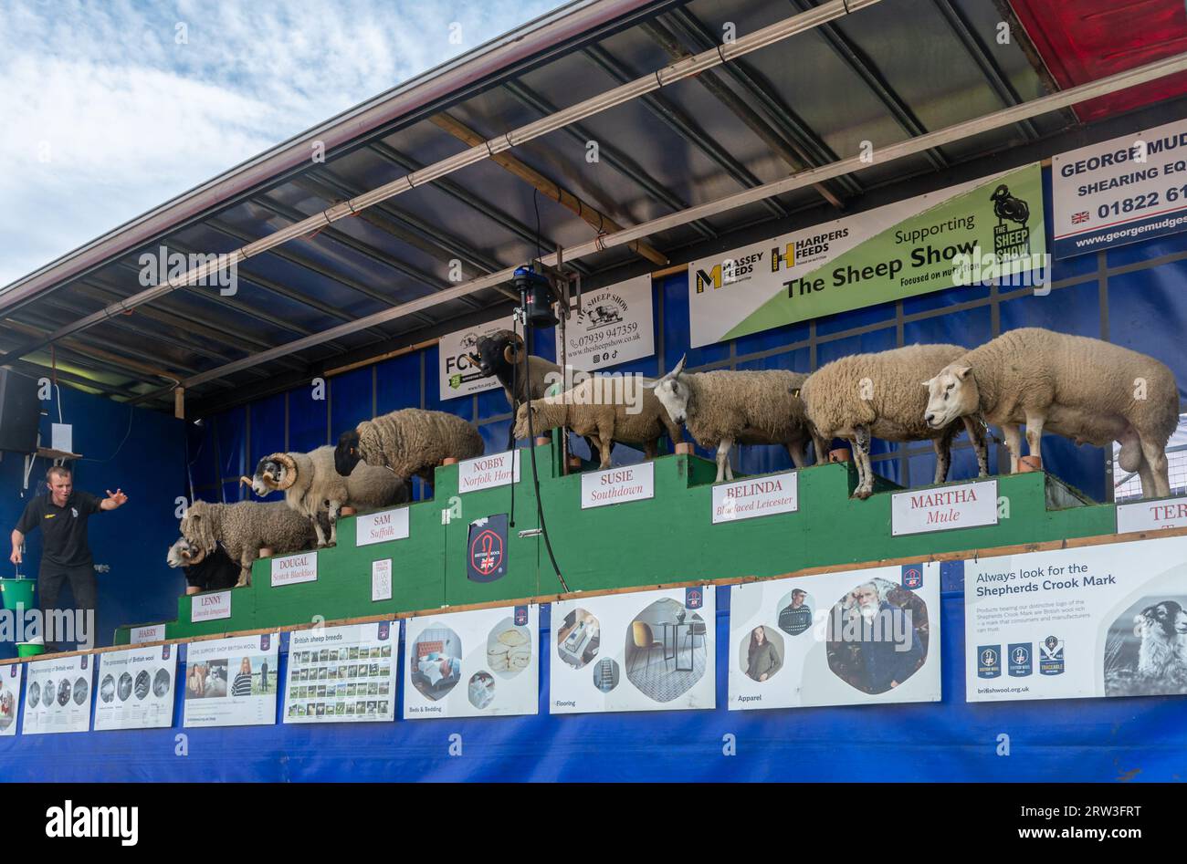 September 2023. Newbury Show kehrte heute zum ersten Mal seit der Pandemie zurück. Die Veranstaltung fand am Wochenende des 16. Und 17. September auf dem Newbury Showground, Berkshire, England, nach einer dreijährigen Lücke statt. Die Show, auch Royal County of Berkshire Show genannt, wurde von der Newbury & District Agricultural Society organisiert und war gut besucht. Die Schaf-Show. Stockfoto