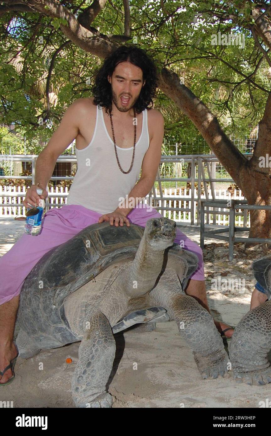 MIAMI, FL, 08. MAI: Schauspieler Russell Brand verbrachte den Nachmittag auf Jungle Island. Russell genoss die besondere Lemur-Tour, freundete sich mit einem Pinguin an und machte eine Fahrt mit der einheimischen Riesenschildkröte. Russell und seine Freundin Nicola schienen einen tollen Tag zu haben, während sie den Park und alle Tiere genossen. Russell nahm sich auch die Zeit, Autogramme zu unterschreiben und für Fotos mit Fans zu posieren. Russell Edward Brand (* 4. Juni 1975) ist ein britischer Komiker, Schauspieler, Kolumnist, Sänger, Autor und Radio-/Fernsehmoderator. Währenddessen war Frau Katy Perry in Australien auf Tour. Am 8. Mai 2011 in Mi Stockfoto