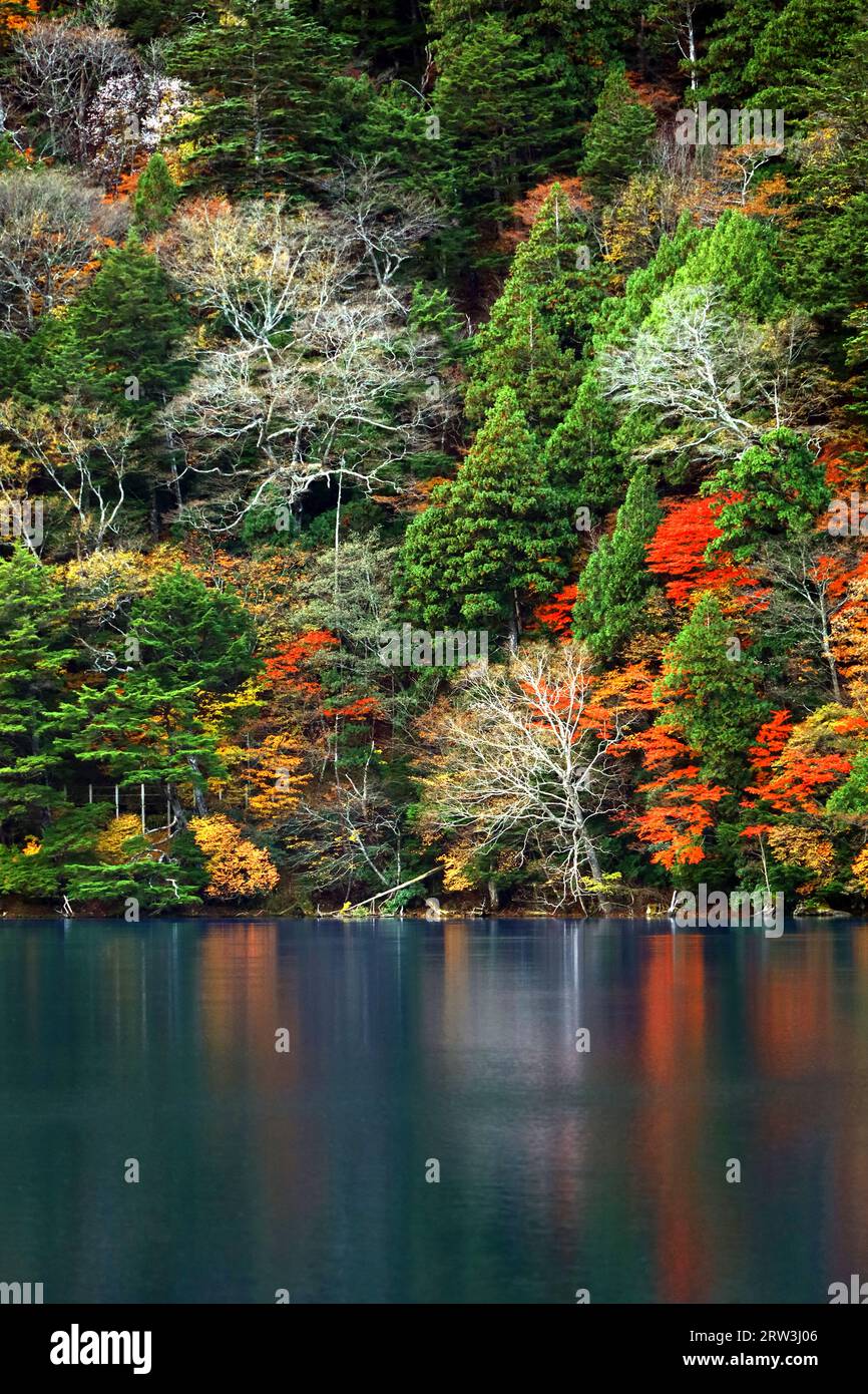Die Landschaft der schönen Herbstblätter in Japan die Landschaft von Nikko Yunoko wie ein Gemälde Stockfoto