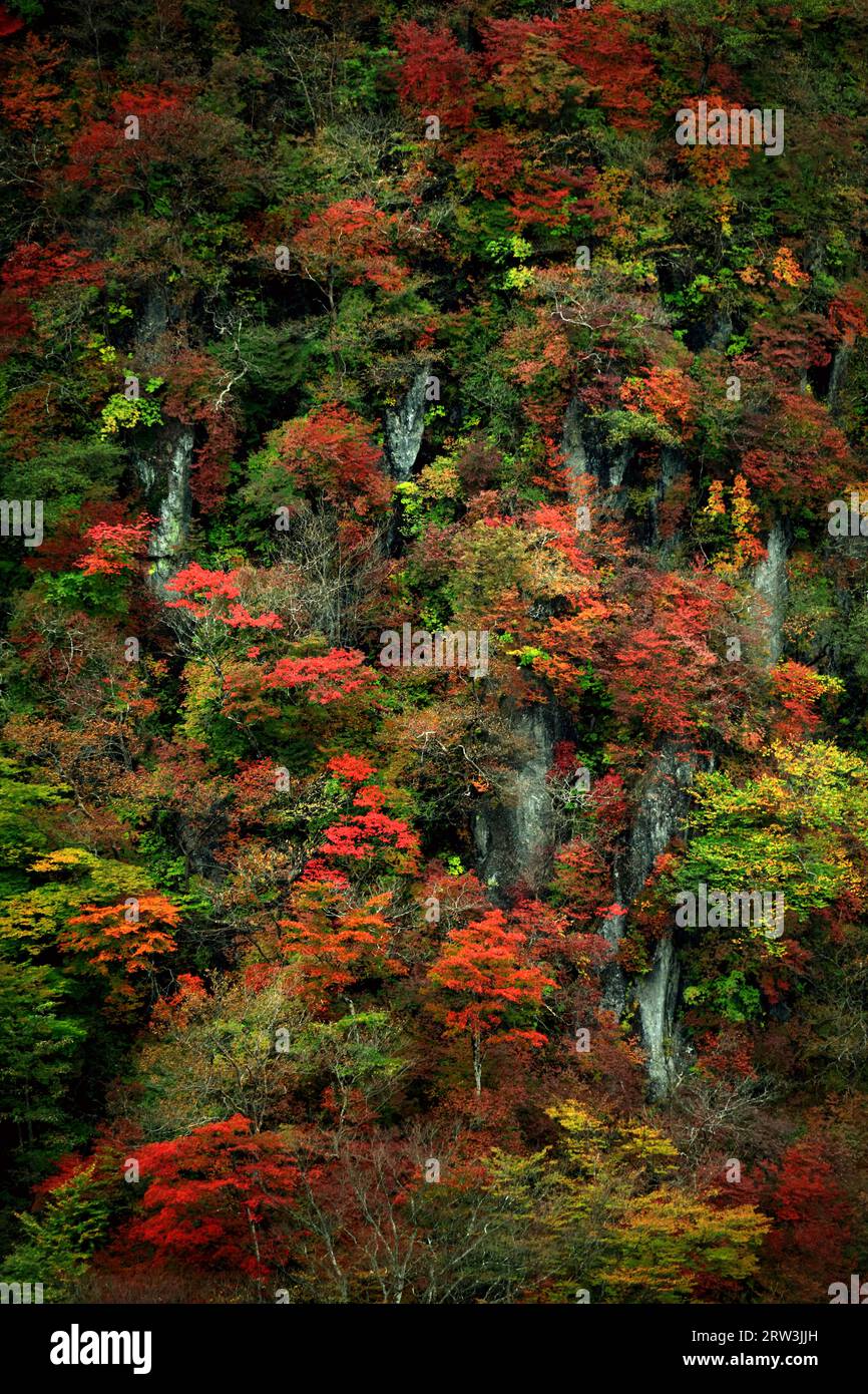 Herbstlaub in Japan, Bergkulisse in Nikko wie ein Gemälde Stockfoto