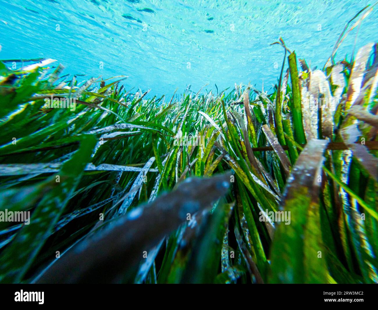 Gras oder Seetang im Meer. Unterwasserblick in der Ägäis. Stockfoto