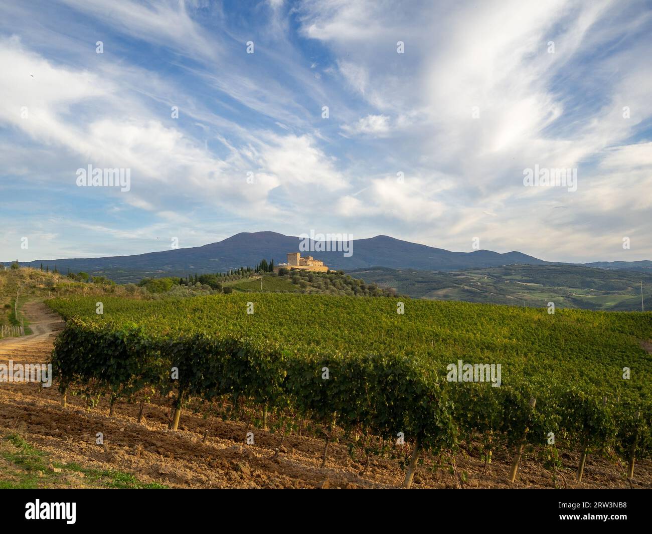 Weinberge der Toskana an der Abbazia di Sant'Antimo Stockfoto