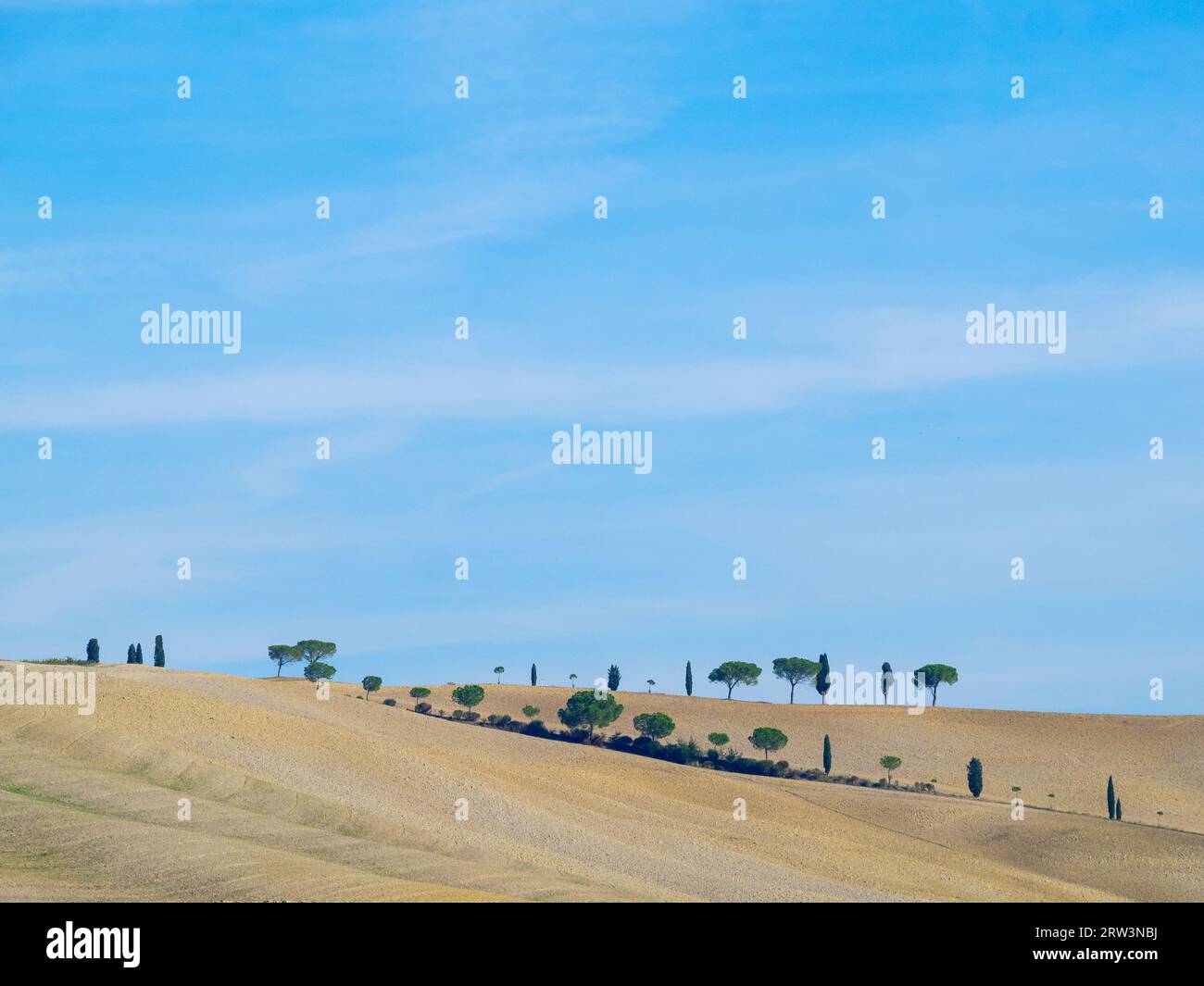 Toskana ländliche Landschaft mit Zypressen und gelben Feldern Stockfoto