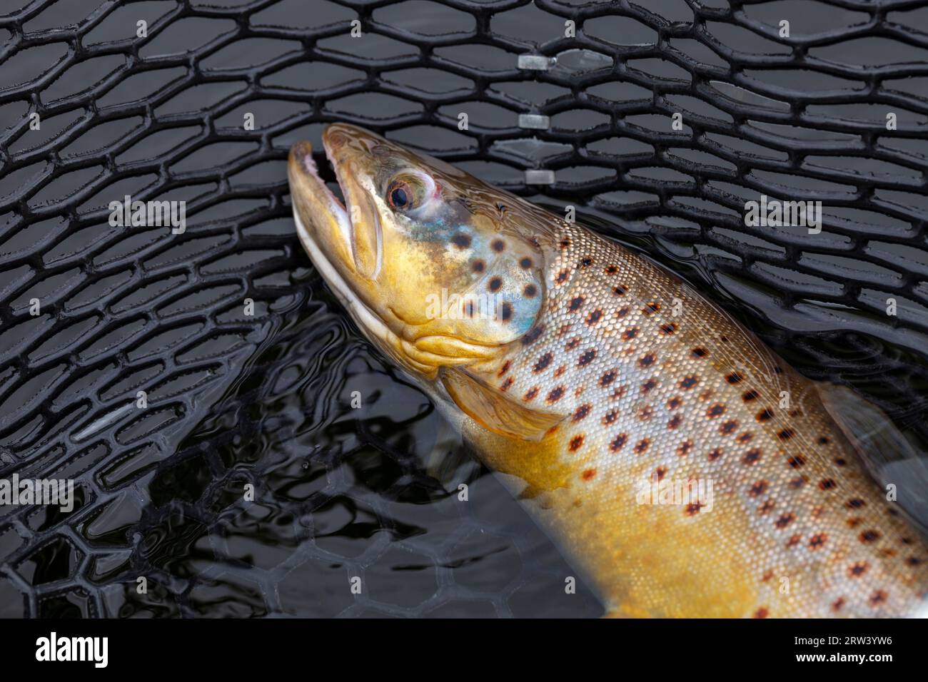 Bachforelle in einem Landungsnetz in einem nördlichen See von Minnesota Stockfoto