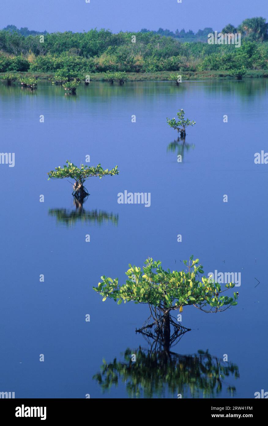 Mangrovenreflexion, Merritt Island National Wildlife Refuge, Florida Stockfoto