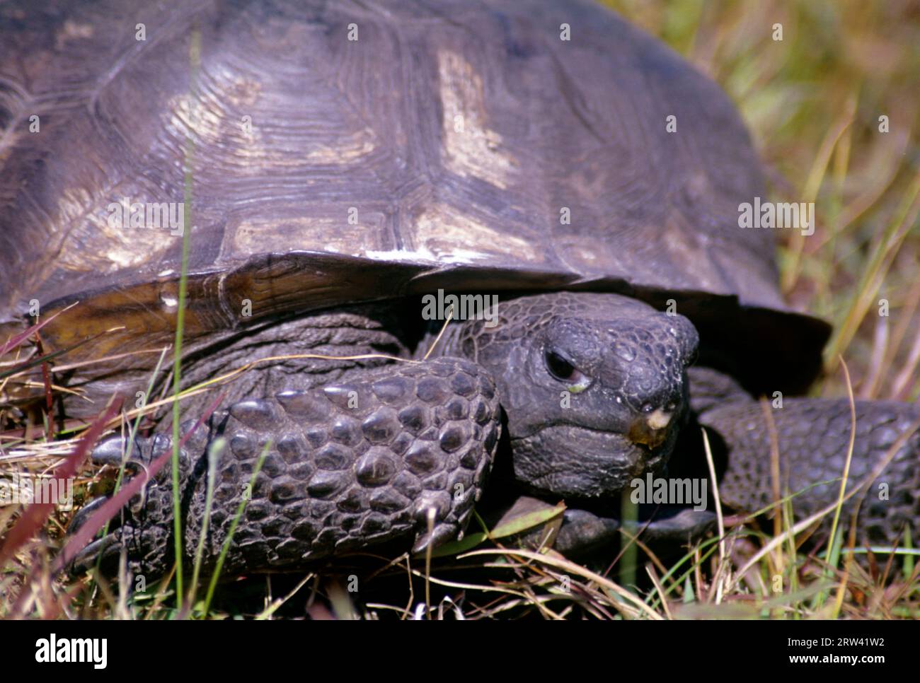 Gopher Tortoise, Merritt Island National Wildlife Refuge, Florida Stockfoto