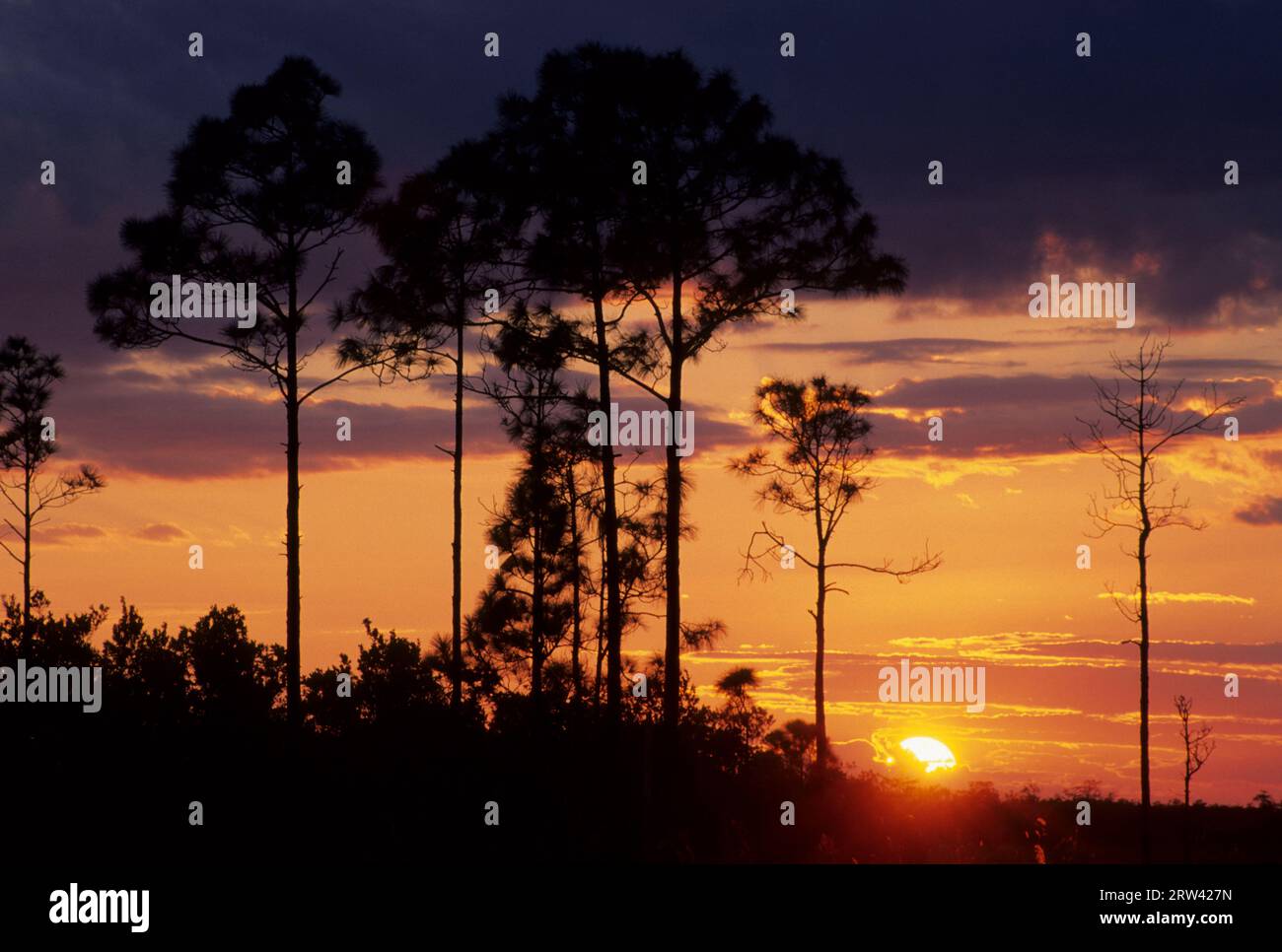 Pine Sunset, Everglades National Park, Florida Stockfoto