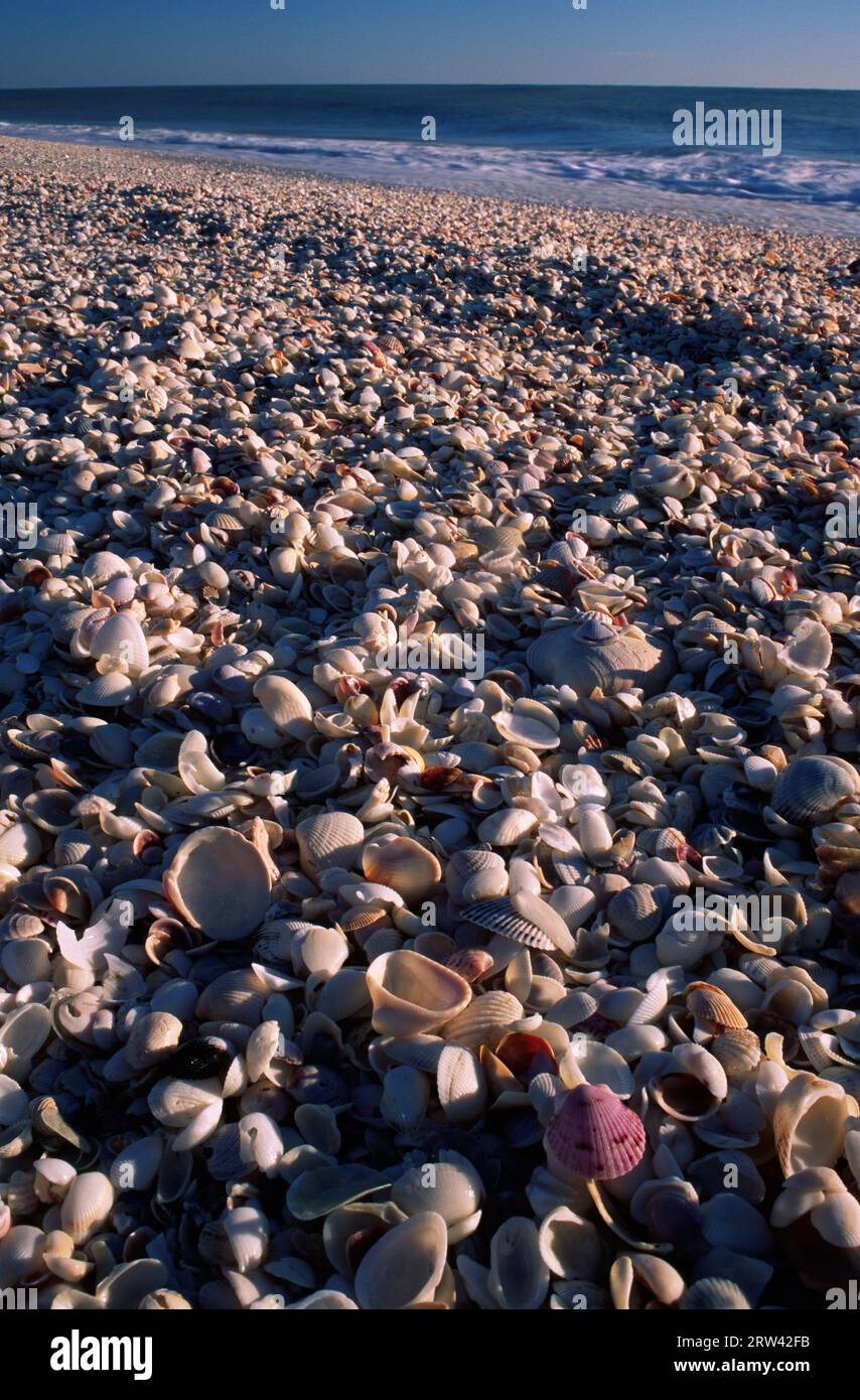 Beach Shells, Bowmans Beach Park, Florida Stockfoto