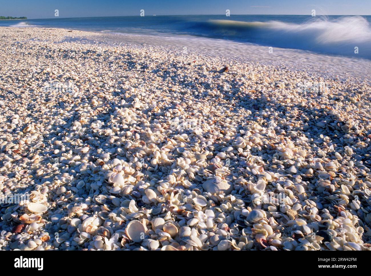 Beach Shells, Bowmans Beach Park, Florida Stockfoto