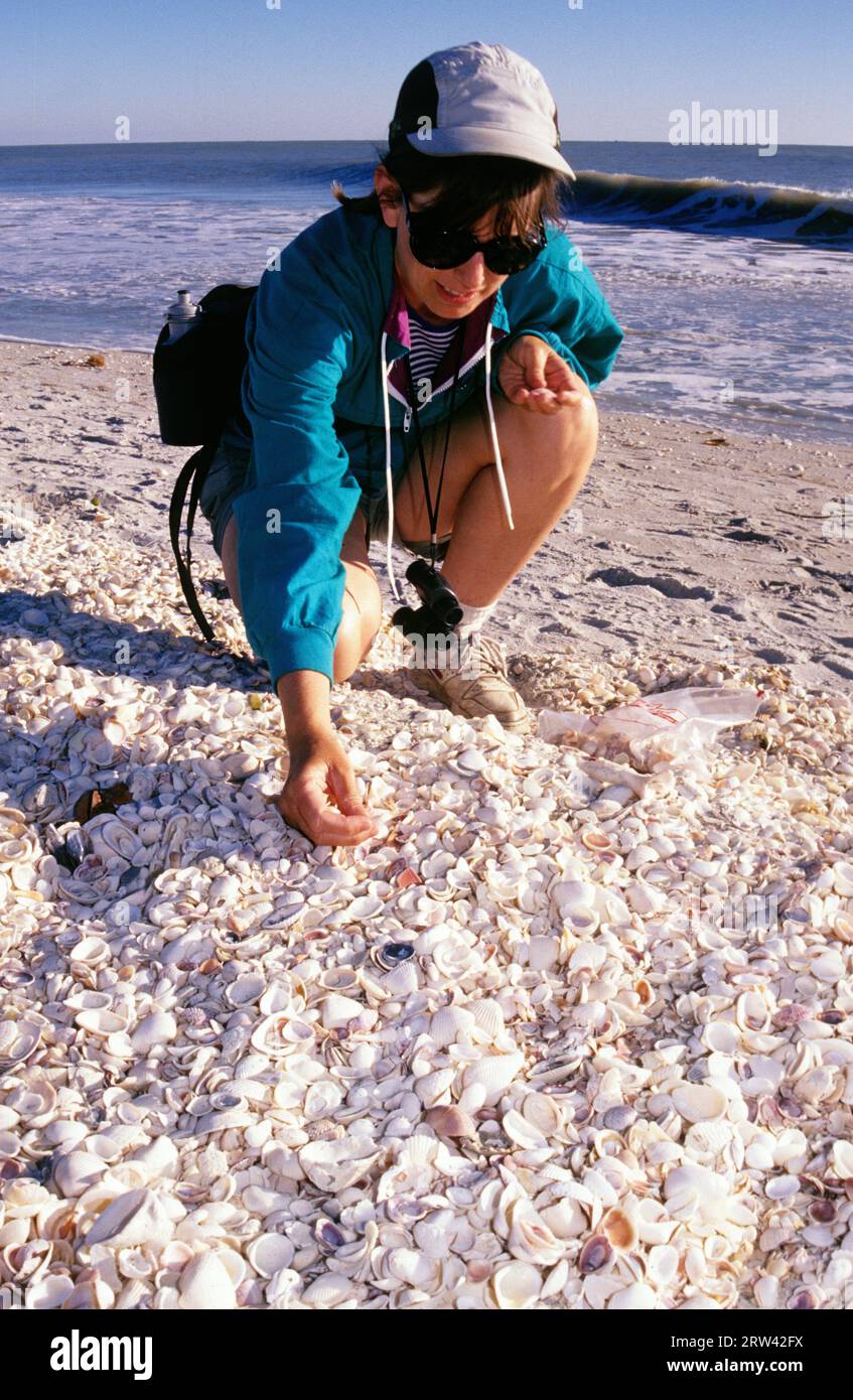 Shell Collecting, Bowmans Beach Park, Florida Stockfoto