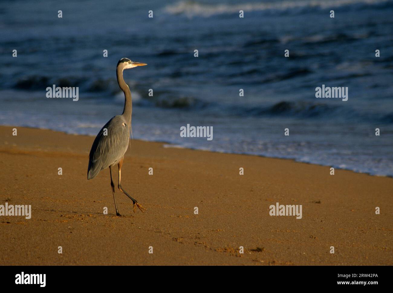 Great Blue Heron, Flagler County Beach, Florida Stockfoto