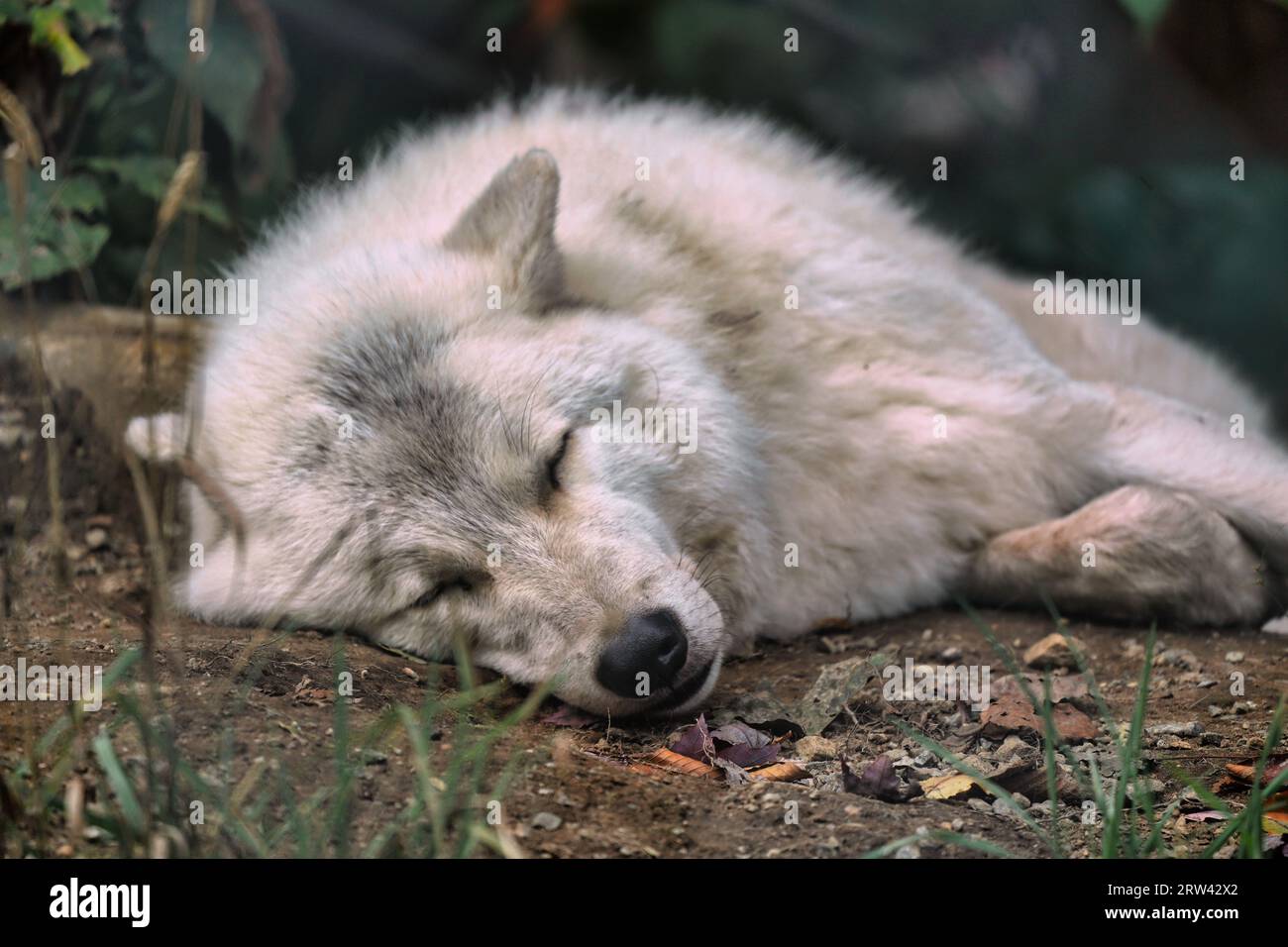 Schlafender grauer Wolf in einem Park. Stockfoto