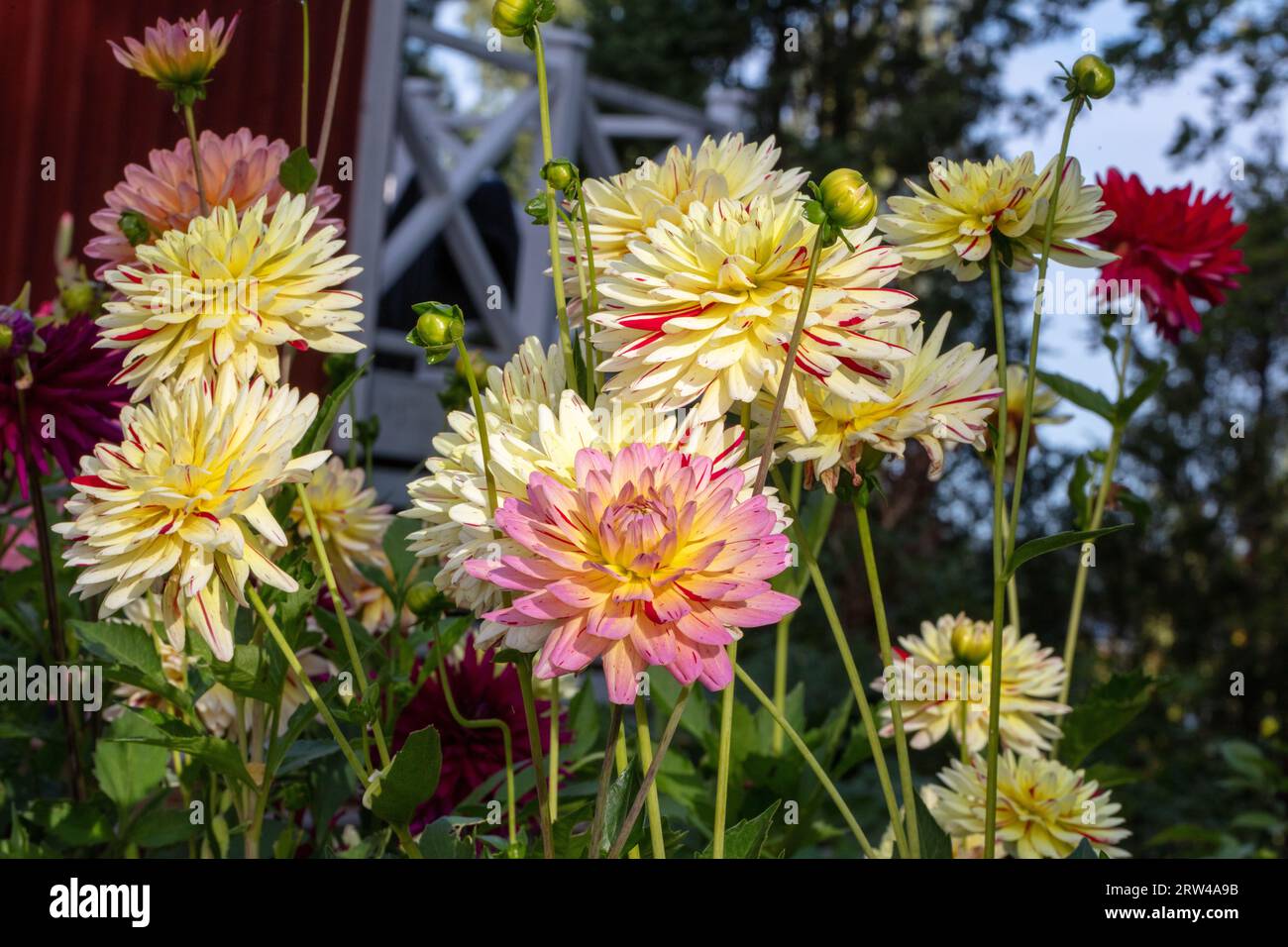 „Créme Silence“ formell Dekorative Dahlia, Dekorativdahlia (Dahlia x Hortensis) Stockfoto