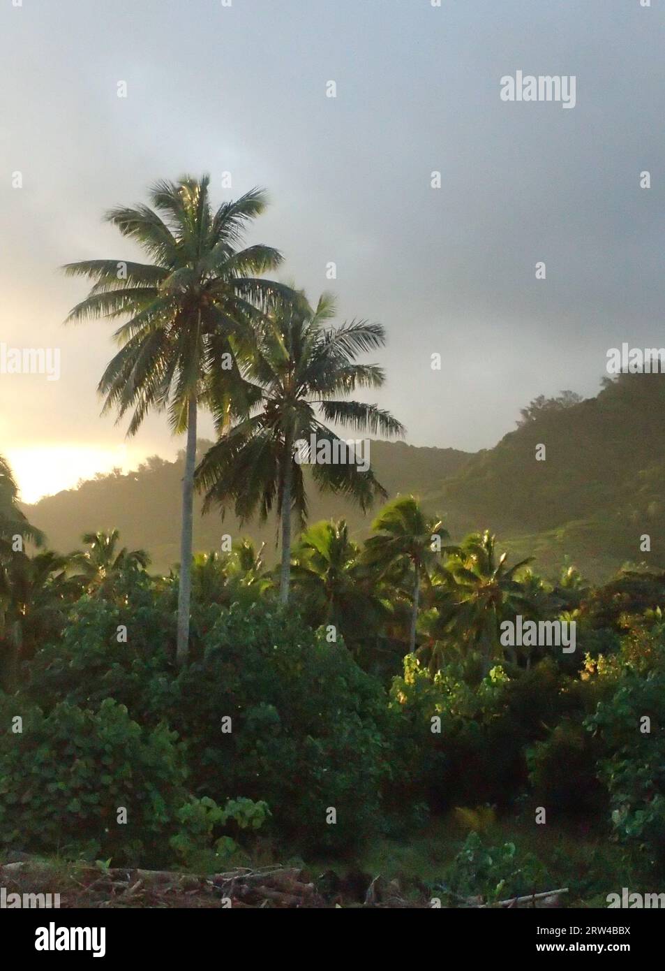Von der Seite beleuchtete Kokospalmen bei Sonnenuntergang Stockfoto