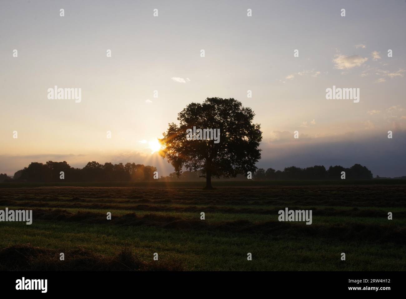 Landschaft, Sonnenaufgang, Baum, Wiese, Morgen, Himmel, Sonnenstrahlen, Gras, Landwirtschaft, Deutschland, die Sonne wirft ihre Strahlen hinter einem Baum auf das frisch gemähte Stockfoto