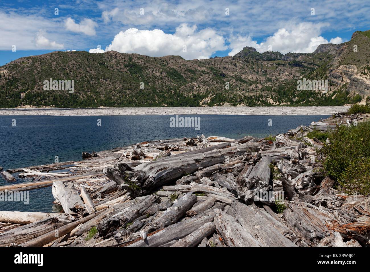 Bäume, die bei der Eruption des Mt. 1980 gefällt wurden. St. Helens säumen das Ufer und schwimmen im Wasser des Spirit Lake. Stockfoto