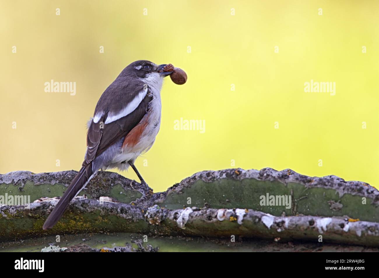 Fiscal Shrike (Lanius collaris) sitzt auf einem Kakteen in Südafrika Stockfoto