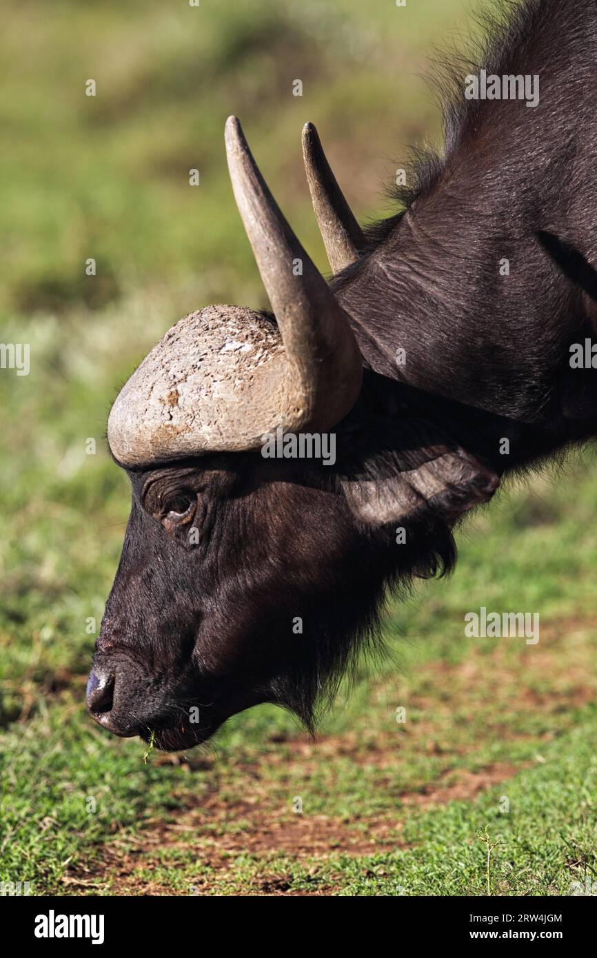 Afrikanische Büffel (Syncerus Caffer) weiden im Amakhala Game Reserve, Eastern Cape, Südafrika. Cape Buffalo Weiden im Amakhala Game Reserve, Süd Stockfoto