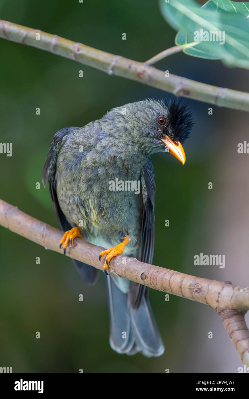 Seychelles Bulbul (Hypsipetes crassirostris) auf Praslin, Seychellen Stockfoto