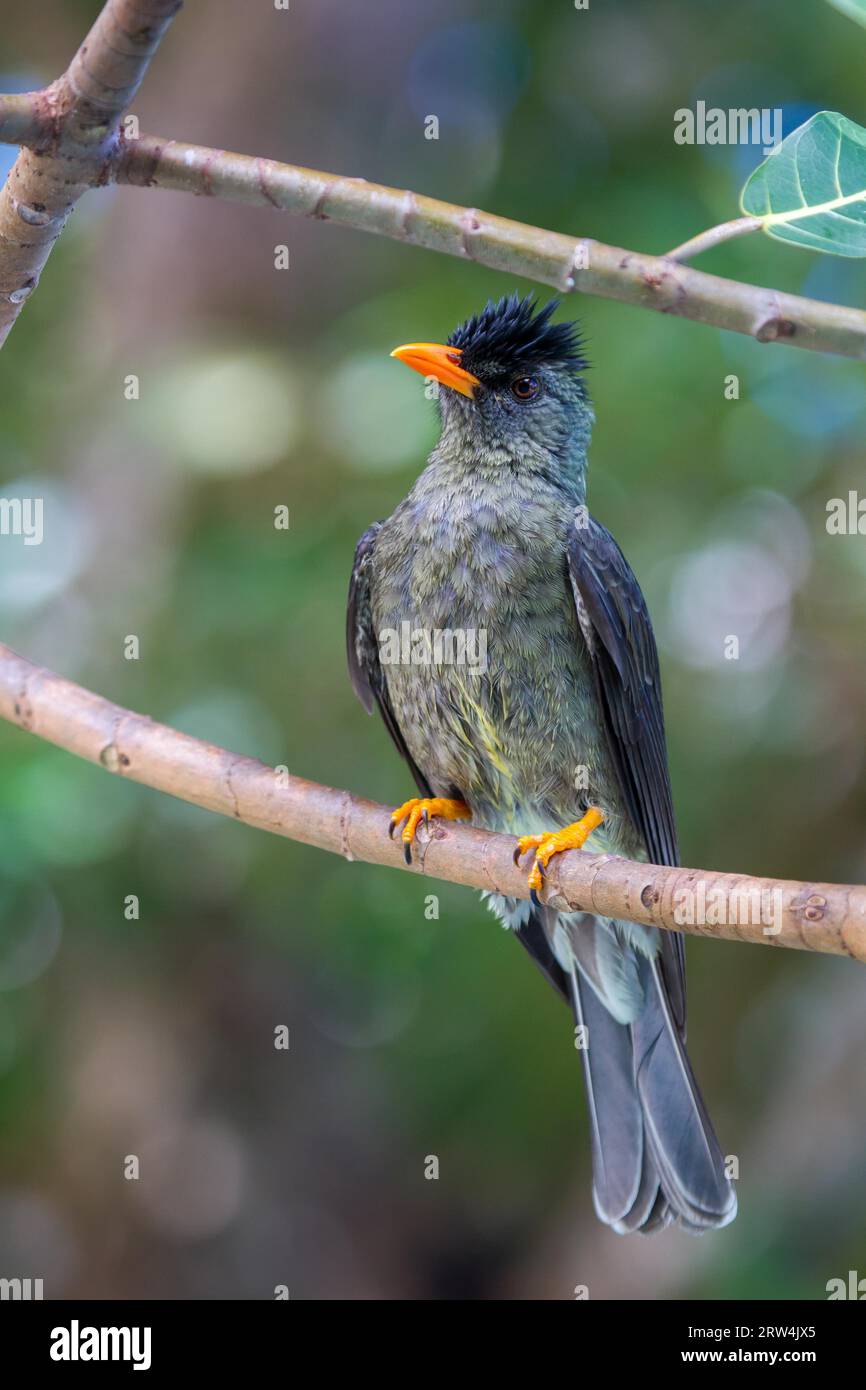 Seychelles Bulbul (Hypsipetes crassirostris) auf Praslin, Seychellen Stockfoto