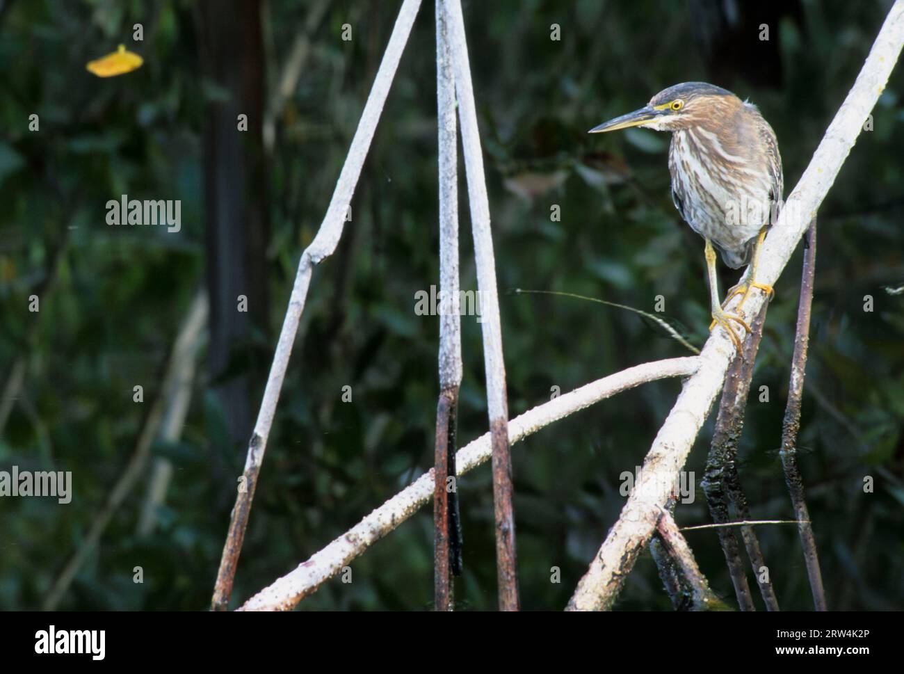 Grün-backed Reiher, Joh Ding Darling National Wildlife Refuge, Florida Stockfoto